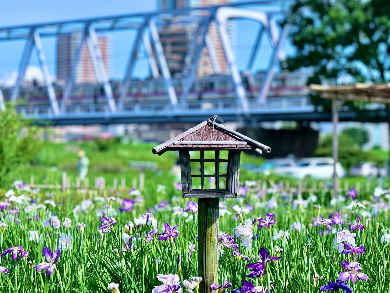Iris Garden